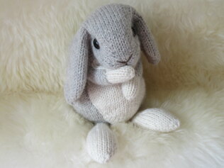Holland lop
