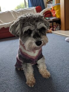 Christmas jumper number two hundred and twenty one