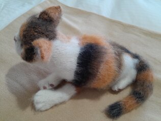 Calico Cat