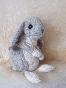 Holland lop