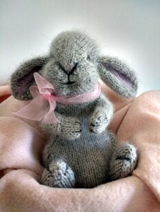 Holland Lop