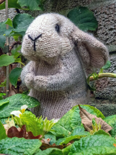 Holland Lop Rabbit