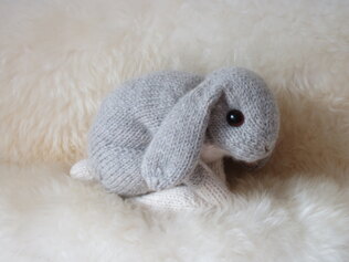 Holland lop