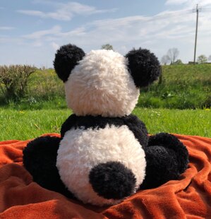 Panda bear
