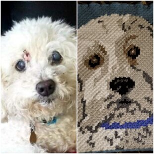 Another pet afghan