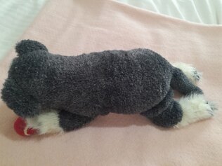 Schnauzer Puppy