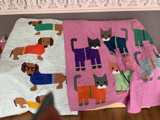Dogs in sweaters