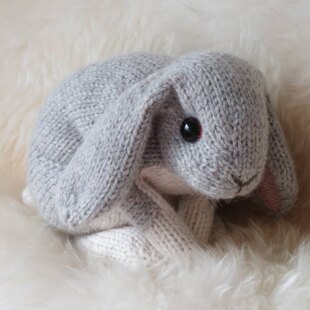Holland lop