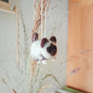 Fabian the mini cat