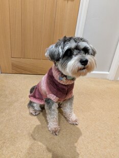 Christmas jumper number two hundred and nineteen