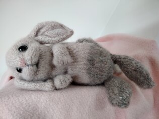 Holland Lop