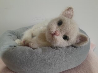 Kitten