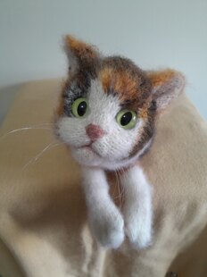Calico Cat