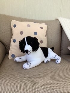 Spaniel Puppy