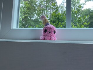 Another octopus