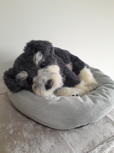 Schnauzer Puppy