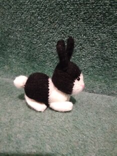 Dutch rabbit