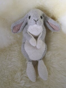 Holland lop