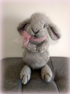Holland Lop