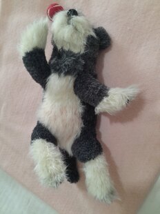 Schnauzer Puppy