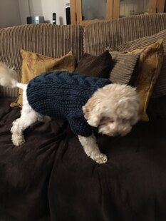 More dog coats!