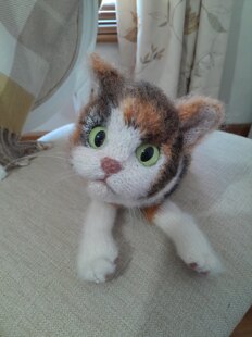 Calico Cat