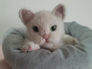 Kitten