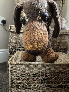 Stanley Dachshund