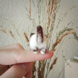 Fabian the mini cat