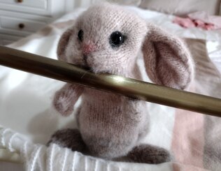 Holland Lop