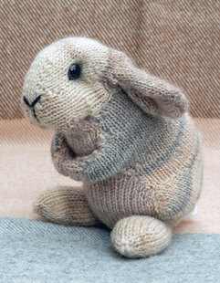 Holland Lop Rabbit