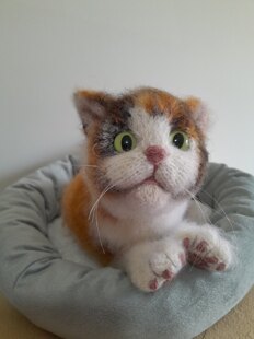 Calico Cat