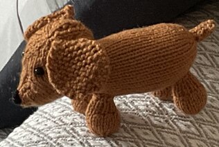 Pip the  puppy