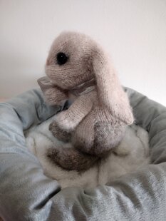 Holland Lop