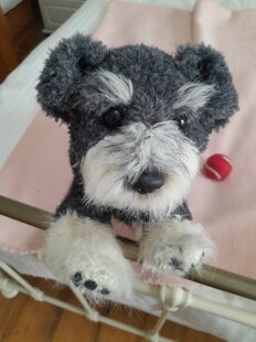 Schnauzer Puppy