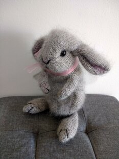 Holland Lop