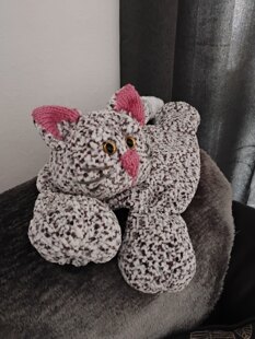 Gracie the cat