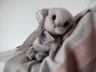 Holland Lop