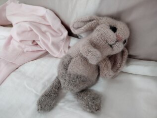 Holland Lop