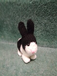Dutch rabbit