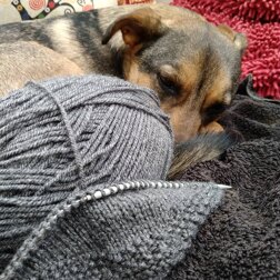 Pili Canini
