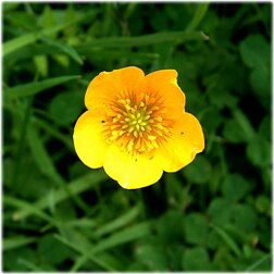 Frances Powell (Buttercup Miniatures)