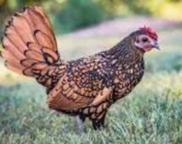 Queen cluck