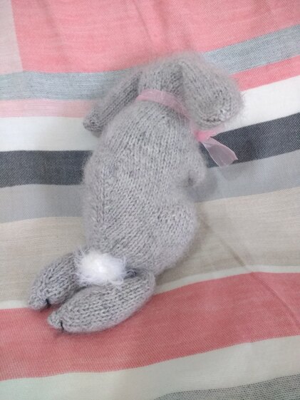 Holland Lop