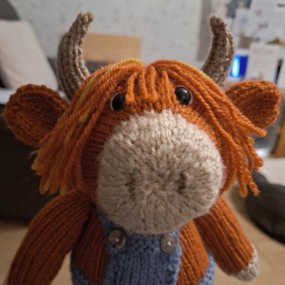 Torran the Highland Cow