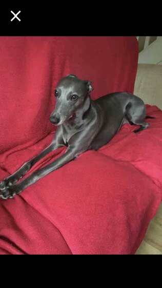 Lifesize Knitted Whippet Dog