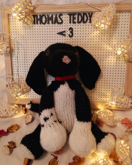 Thomas the Labrador