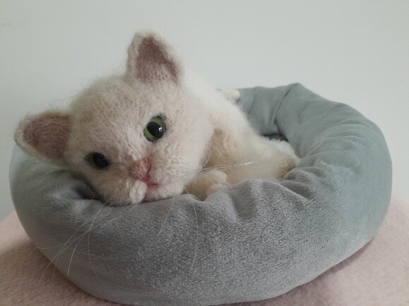 Kitten