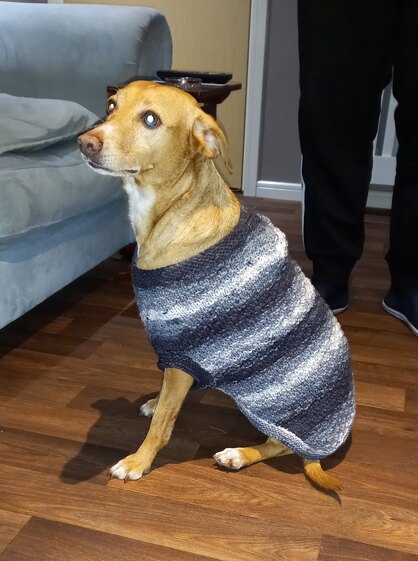 Coat for Dandéleon