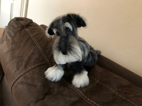 My little Schnauzer